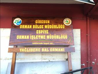 TİREBOLU ORMAN